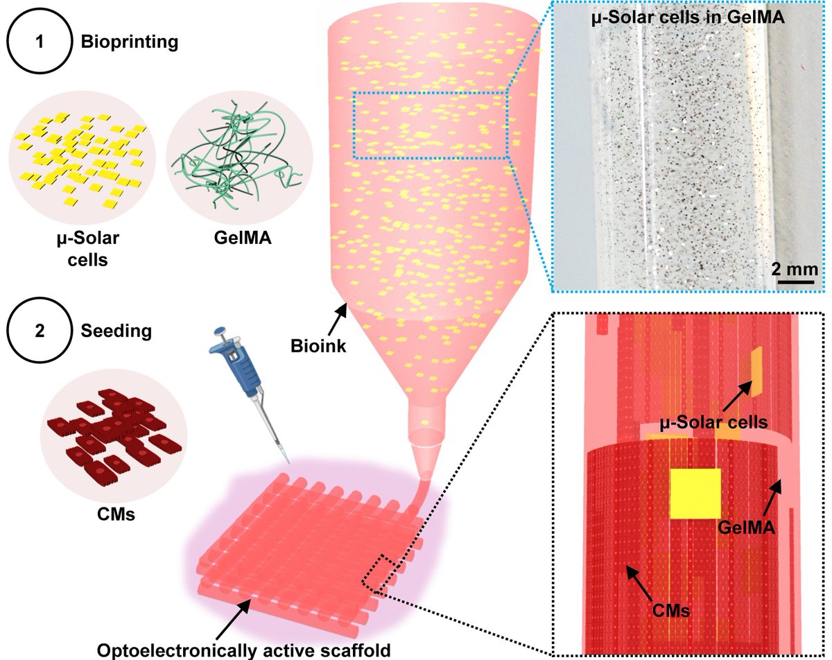 Science Magazine (@sciencemagazine) on Twitter photo Researchers in <a href="/ScienceAdvances/">Science Advances</a> have developed wireless, printable, optically controllable cardiac tissues.
The tissue can modulate cardiac beating without invasive electrodes or genetic modifications. scim.ag/4jqBLYN Researchers in <a href="/ScienceAdvances/">Science Advances</a> have developed wireless, printable, optically controllable cardiac tissues.
The tissue can modulate cardiac beating without invasive electrodes or genetic modifications. scim.ag/4jqBLYN