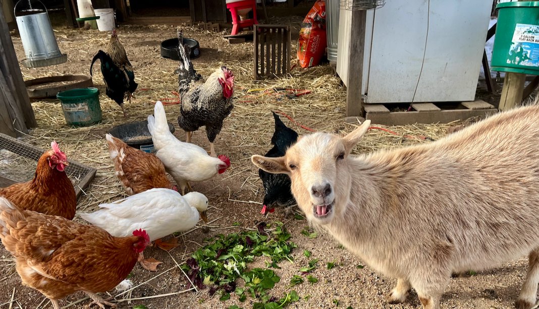DamselHomestead's tweet photo. had an escapee show up to snack time https://t.co/kl49gZziPY