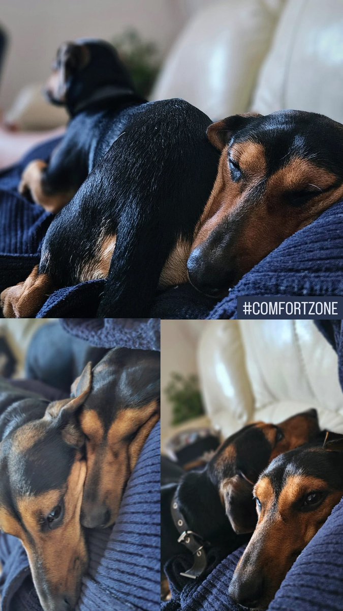 DzabKepa's tweet photo. Comfortzone 💕
#Tomis #Čapis #sveicieninomājām #greetingsfromhome #ķepuķepā #Ķepas #Kepa #animalshelter #rescued #latvija #kepu #nepērcadoptē #dog #doglife https://t.co/v1aPFcJKVo
