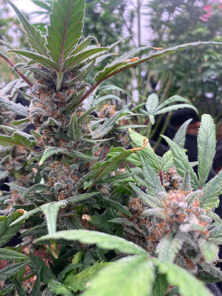CSCfreshSpace's tweet photo. @__x Hallo liebe Community,
schon recht bald wird es so weit sein dass wir unsere erste Ernte einfahren und unsere Mitglieder mit Cannabis aus dem Eigenanbau versorgen können. Dafür schon mal als kleiner Vorgeschmack ein paar Nahaufnahmen einer Auswahl unserer Pflänzchen 📷 https://t.co/m0fNz8hj3d