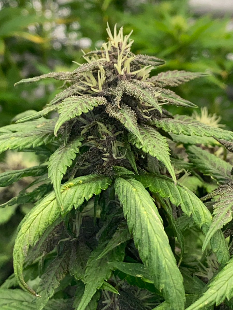 CSCfreshSpace's tweet photo. @__x Hallo liebe Community,
schon recht bald wird es so weit sein dass wir unsere erste Ernte einfahren und unsere Mitglieder mit Cannabis aus dem Eigenanbau versorgen können. Dafür schon mal als kleiner Vorgeschmack ein paar Nahaufnahmen einer Auswahl unserer Pflänzchen 📷 https://t.co/m0fNz8hj3d