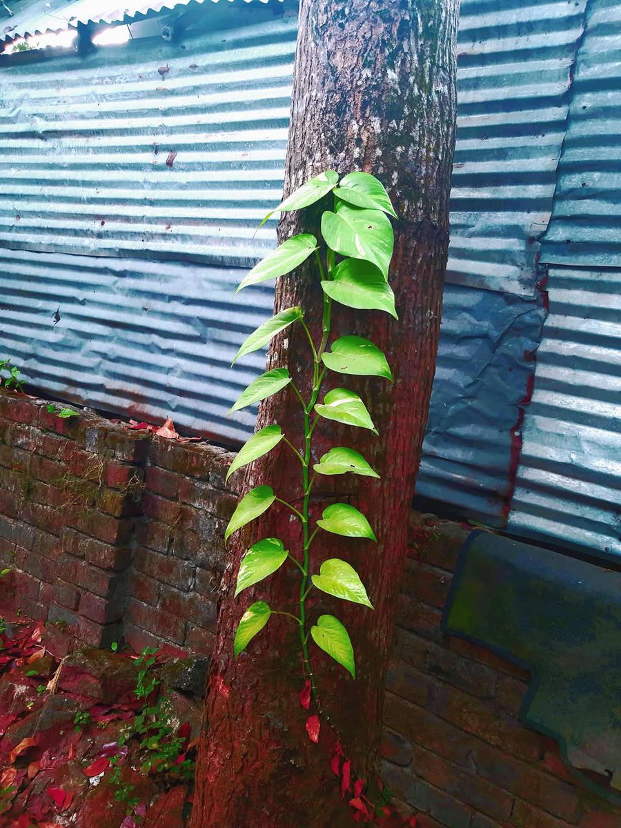 NazmunPiya's tweet image. ছোট বেলায় এই গাছের নাম ছিল মানিপ্ল্যান্ট বড়ো হতে হতে দেখি তারা নাম বদলে পথোস হয়েছে 😁😁😁
#Moneyplant
#Potos
#Khulna
#Bangladesh
#Plant