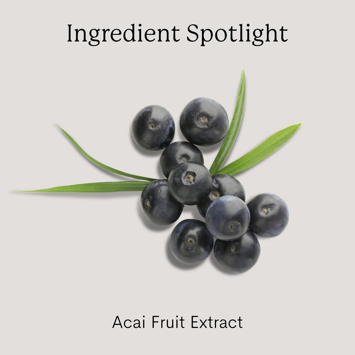 FleurandBee's tweet photo. ✨ Acai Berry Goodness for Your Glow ✨

This vibrant berry isn't just delicious, it's a powerhouse for your skin!

Swip to learn more. https://t.co/Cdp3oZbWCb