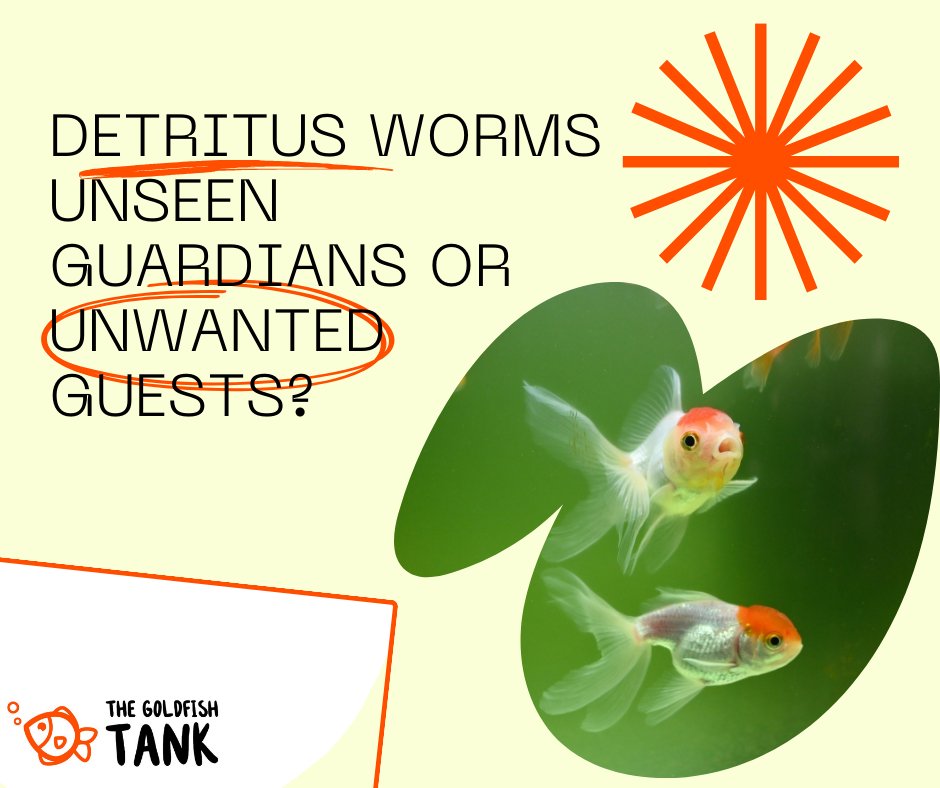 TheGoldfishTank's tweet photo. (1)
Ever peered into your goldfish tank and noticed tiny, wriggling threads among the gravel? Those are detritus worms, and while they might seem alarming, they're often harmless and can even help by breaking down waste. https://t.co/Yn0Essw6i1