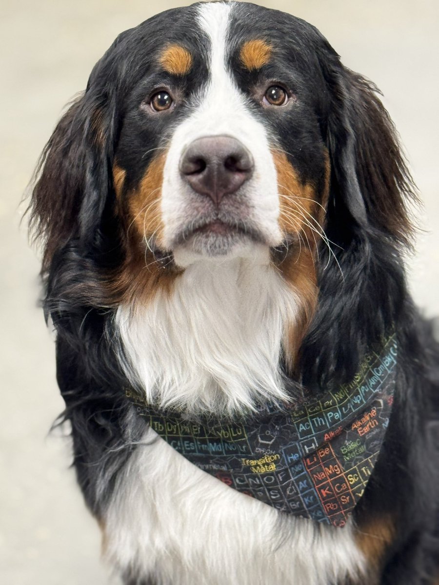 Bunsen, Beaker, Bernoulli & Brix tweet media