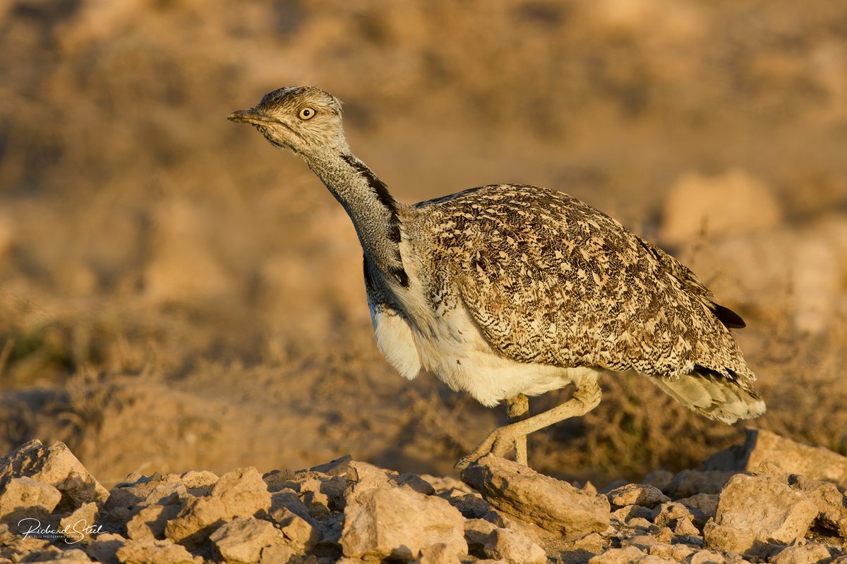 Richard Steel tweet media