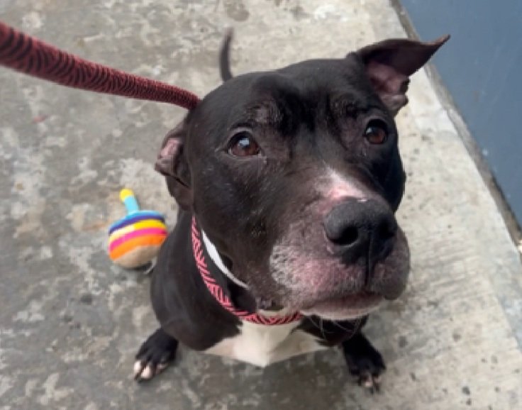 MorgFairsdogs's tweet photo. Wonderful News!
Hercules has been reserved by a New Hope Partner ๐๐ฅณ
Please wait for freedom pics and info from @TAPNYACC to honor your pledges https://t.co/oZuo1Ak0NH