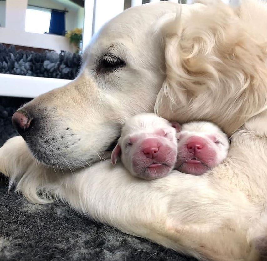 Tweets of Dogs tweet media