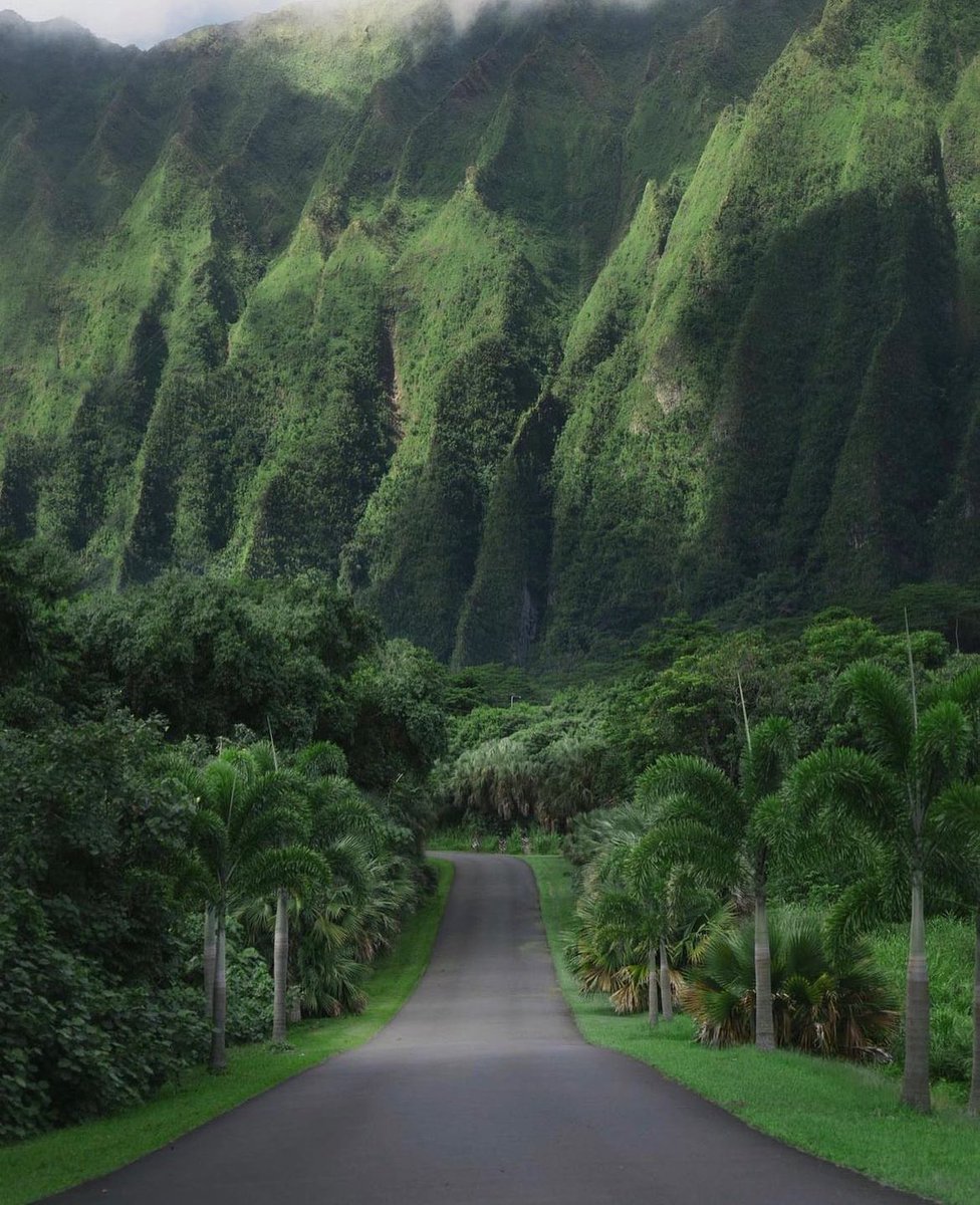 earthcurated's tweet photo. Hawaii 🍃 https://t.co/i9oCGNtOe1