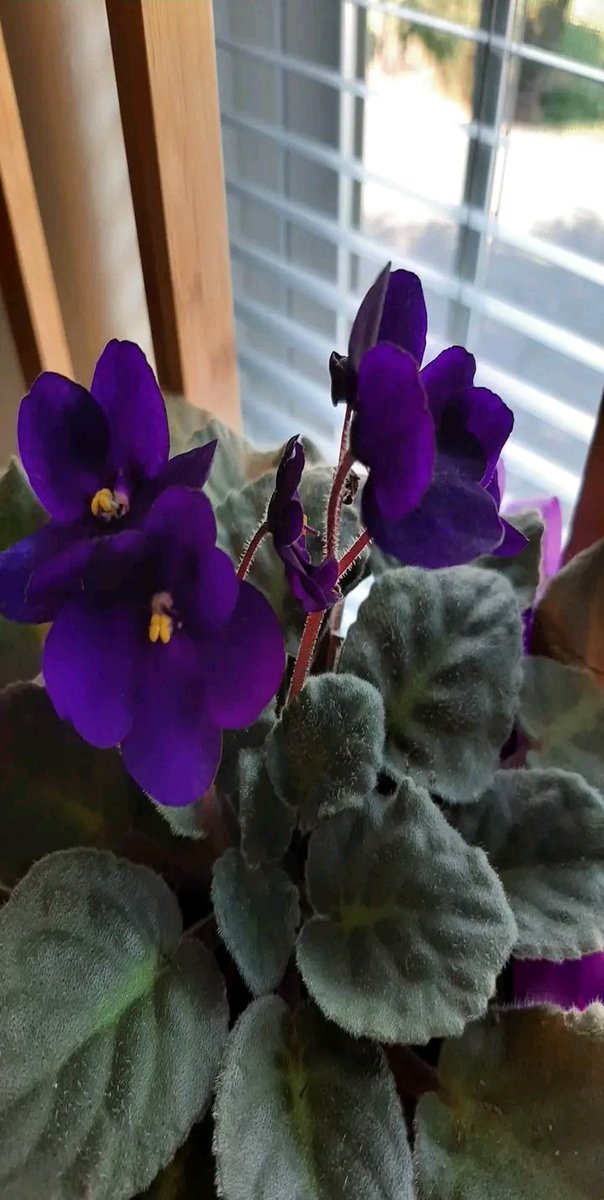 Dale 🐾 tweet media