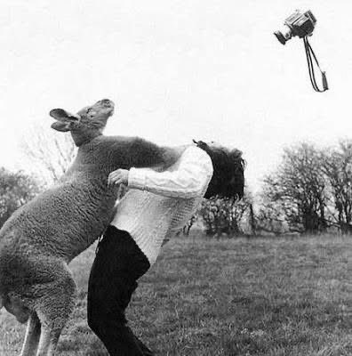 Anthem_Fox's tweet photo. G’Day Mates https://t.co/U1elajUGXg