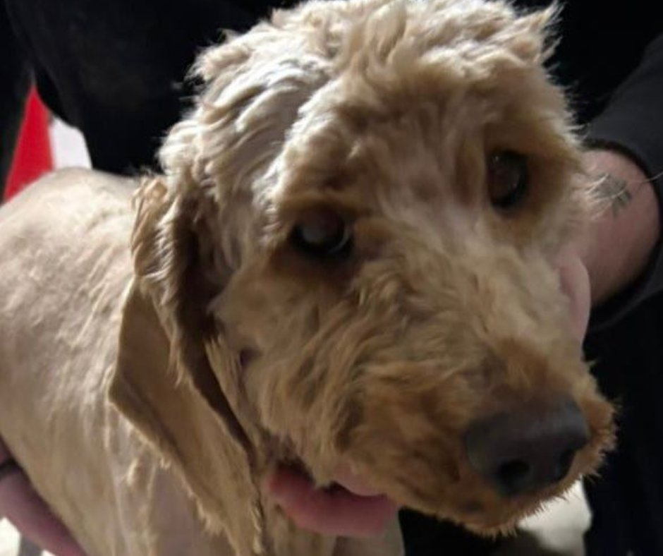 Four female Cockapoos were found abandoned off Barley Green Lane in #Lichfield on January 15th 💔

They've had a much-needed groom to remove their matted fur and are now being cared for at an emergency boarding facility.

If you have any info, please contact us on 0300 123 8018.