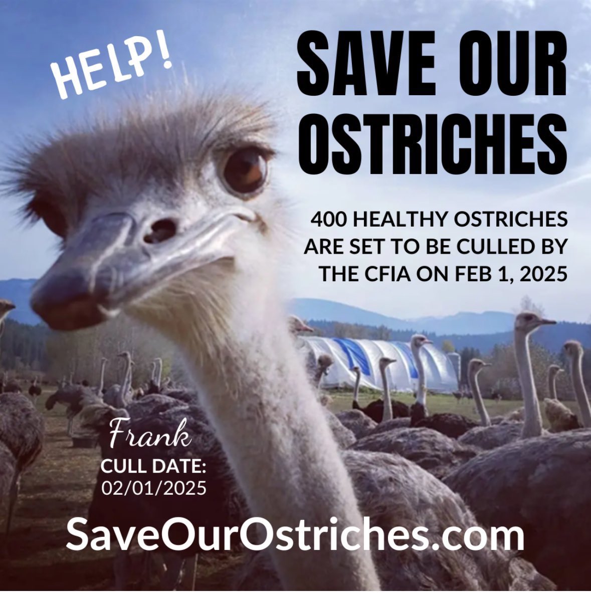 LibTearsareyum's tweet photo. #SaveTheOstriches ❤️ https://t.co/ojzhEv77Gx