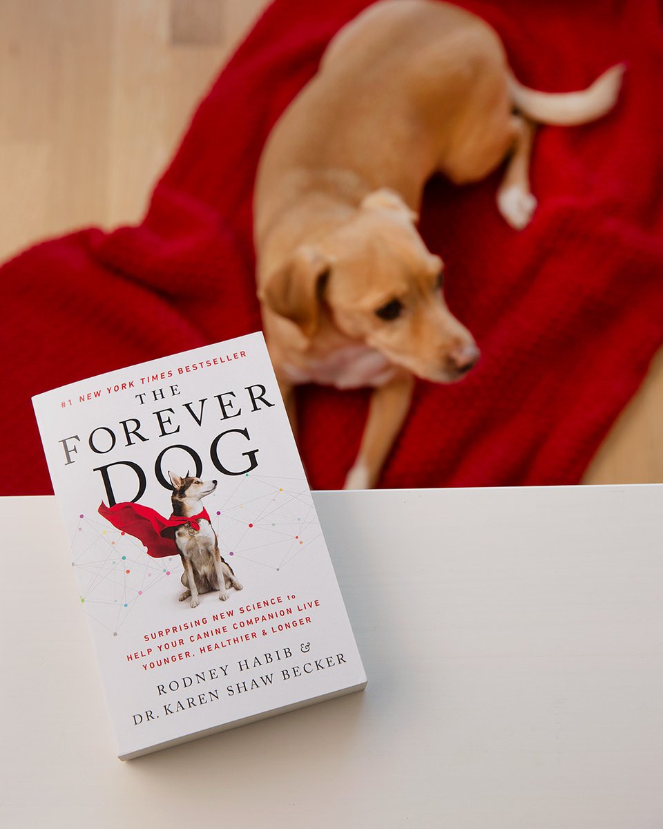 HarperPerennial's tweet image. NOW IN PAPERBACK! @RodneyHabib & @drkarenbecker DVM are barking up the right tree with this paw-some guide to keeping your dog healthy and happy for years. From fur-tastic food tips to tail-wagging wellness, this book has all the essentials to help your dog live their best life!
