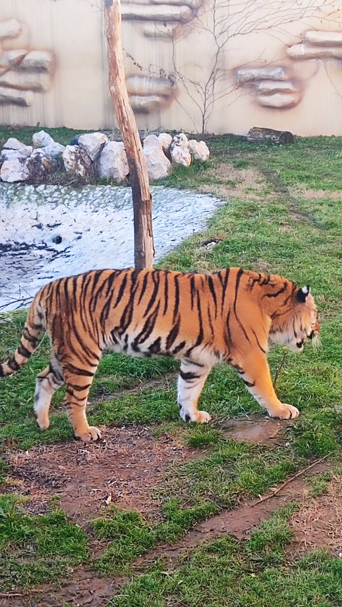 TheUnicate's tweet image. #Tuzla #Bosnia #Zoo #Tiger #Capibara great time in Tuzla Bingo Zoo 🐅🐯🦚🦓🦡🦘🦛🦙