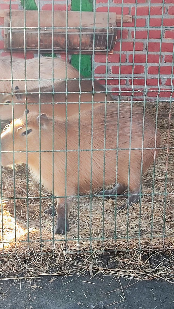 TheUnicate's tweet image. #Tuzla #Bosnia #Zoo #Tiger #Capibara great time in Tuzla Bingo Zoo 🐅🐯🦚🦓🦡🦘🦛🦙