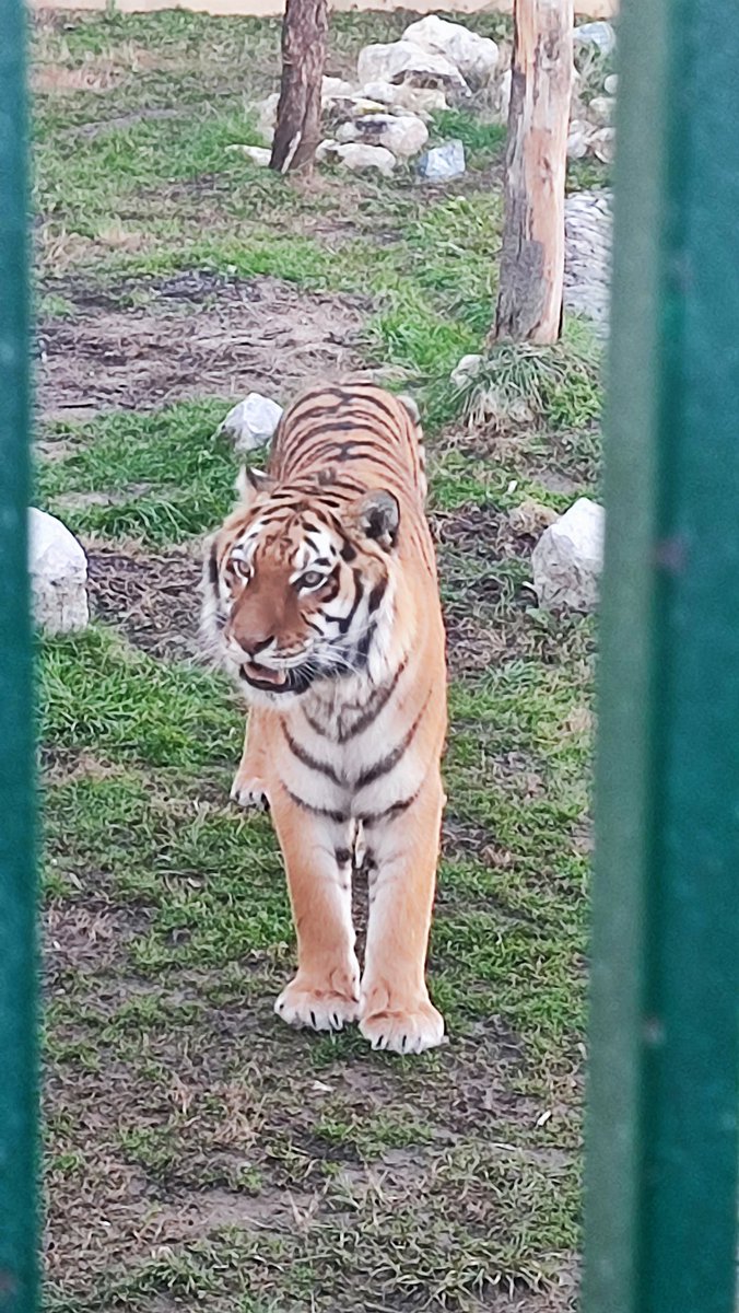 TheUnicate's tweet image. #Tuzla #Bosnia #Zoo #Tiger #Capibara great time in Tuzla Bingo Zoo 🐅🐯🦚🦓🦡🦘🦛🦙