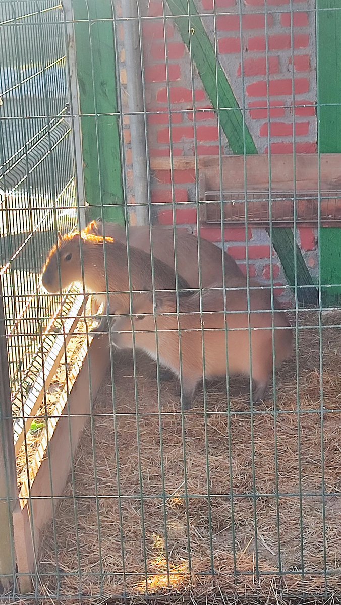 TheUnicate's tweet image. #Tuzla #Bosnia #Zoo #Tiger #Capibara great time in Tuzla Bingo Zoo 🐅🐯🦚🦓🦡🦘🦛🦙