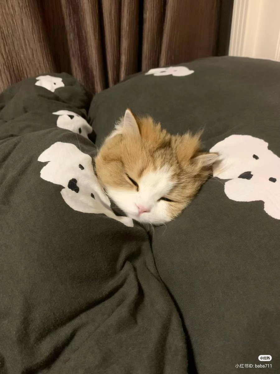 TheCatsX's tweet photo. in bed https://t.co/zHXR7HsS0l