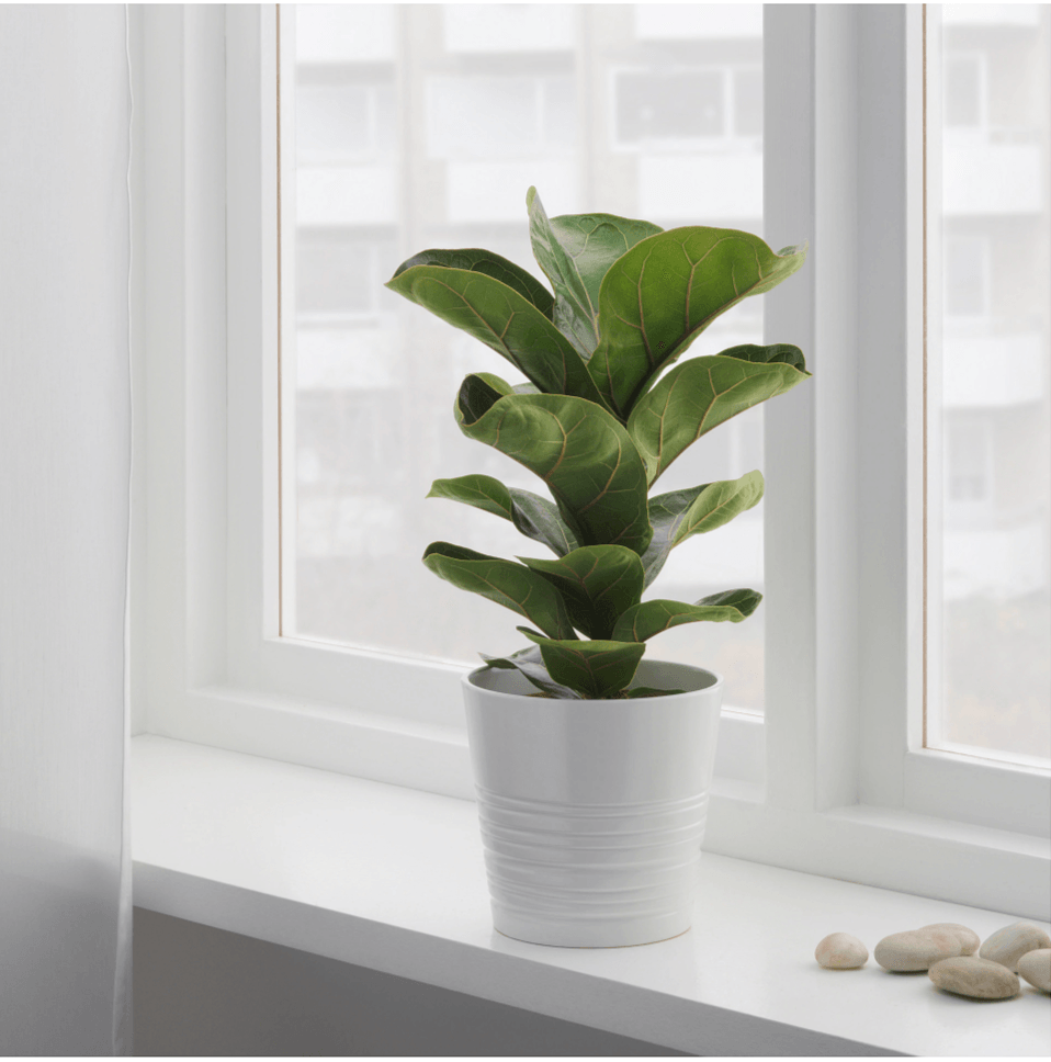 SupplyDave's tweet photo. Fiddle-leaf fig trees are the “it” houseplant that refuses to go away. More than five years after our first post about the trend, #fiddleleaffig is still
 https://t.co/PqRS8ZittF https://t.co/h70P4Qp41d