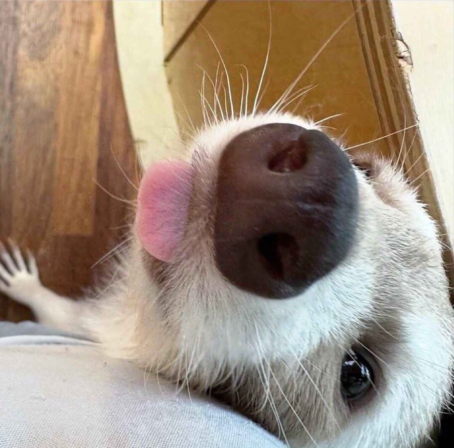 IF GARLIC HAS MAGICALLY APPEARED ON YOUR TIMELINE 

YOU’RE GOING TO HAVE 
THE BEST YEAR EVER 🫶🦝