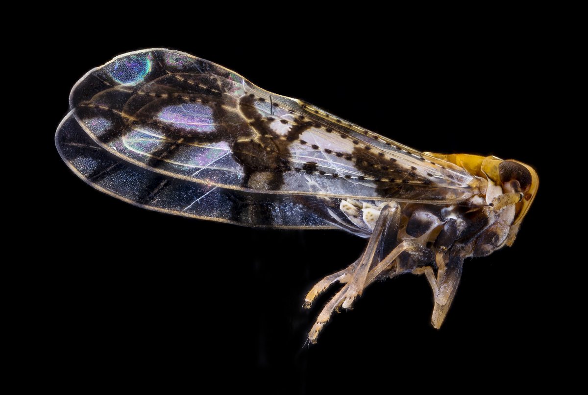 Derbid Planthopper?  Not sure, not a group I know much about, so many things like this out there in our environments. Found while sweeping the vegetation of a powerlines #planthopper