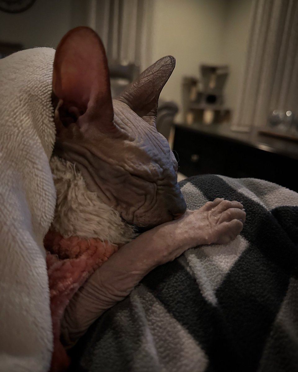 dustinpari's tweet photo. •Shhhh•
#RaisinTheSphynxCat
#DaMouse https://t.co/yvEzYxokaC