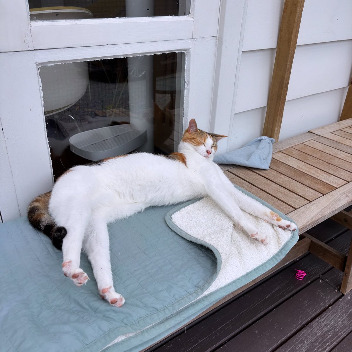purrsandbeansnz's tweet photo. That long weekend feeling 😸🐾 

If you are off work today, hope you’re having a relaxing day and making the most of it 😎

#aucklandanniversary #longweekend #publicholiday #relaxedcat #fostercat #rescuecat #9livesorphanage #purrsandbeans https://t.co/oJOtUN1ujS