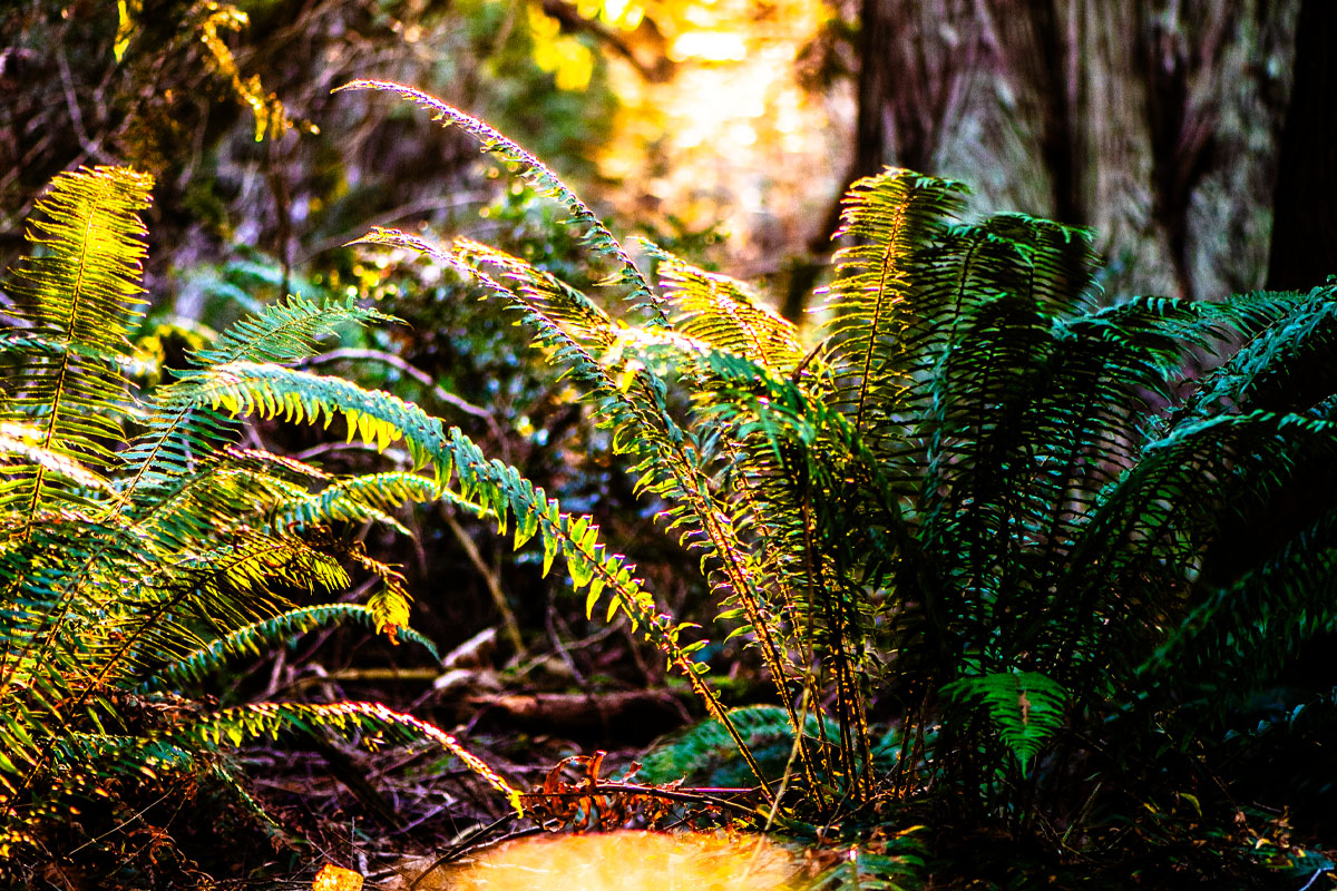 bigsnit's tweet photo. Forest filtered afternoon light, Salt Spring Island, BC.  #canada #britishcolumbia #bc #forest #ferns #diffusedlight #cedar #rainforest #saltspringisland #gulfislands #southerngulfislands #hiking https://t.co/1FCjYhf8lx
