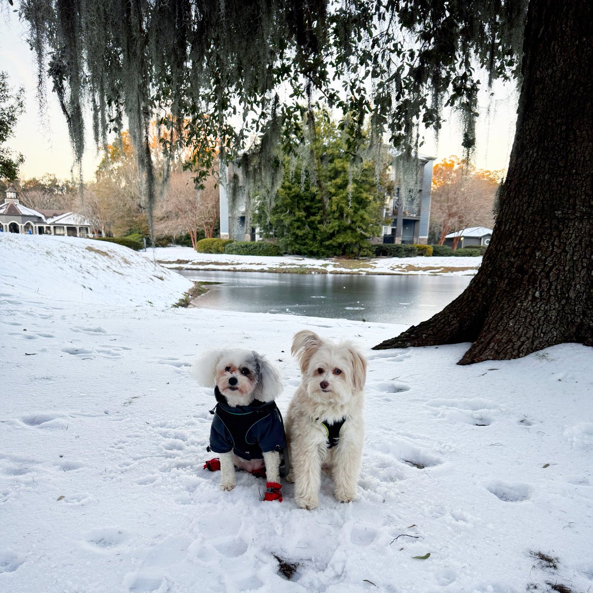 Snow?! In Savannah?! sNOw thank you! We were not impressed. 😑😑

#snow #winter #dogsoftwitter #dogsofinstagram