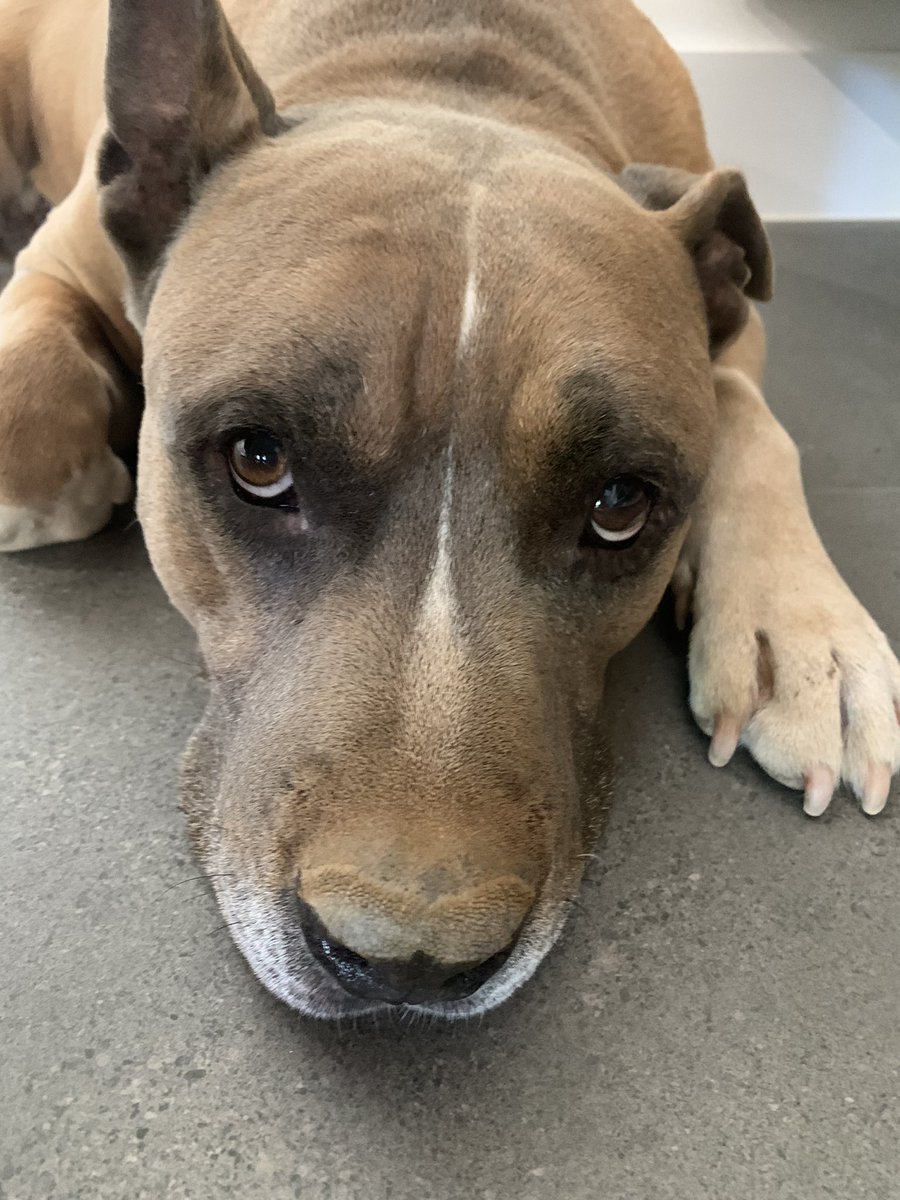 DiannaConstant2's tweet image. Mum says I’ve buried the bully stick she just gave me. My question is “can you prove it Mum?” 🤪🙃