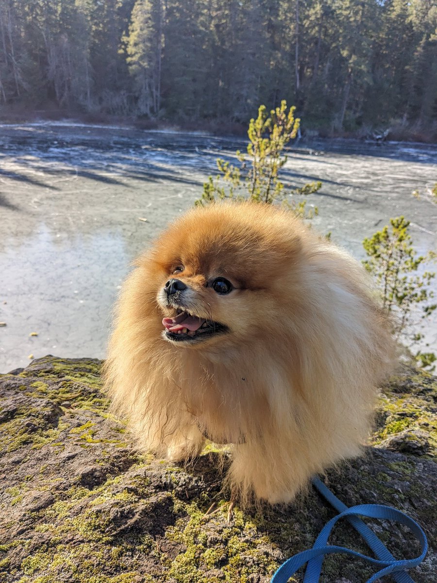 odiesislandlife's tweet photo. I paw skated on the frozen lake today!
🩵❄️🩵 #odiesworld #ice #Canada #mountaindog https://t.co/bkS2DNuYqv