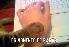 Paren los dos por favor 🐶