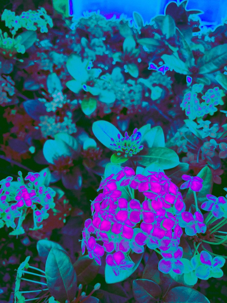 🪻