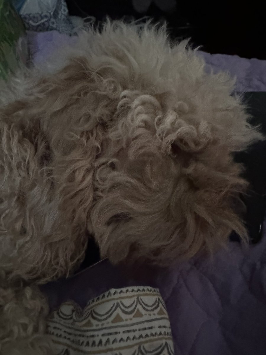 Joshudolvinx's tweet photo. While my haters are hating, coco & I are taking our Sunday nap! #BeLikeCoco https://t.co/DQ7eVHV1Hv