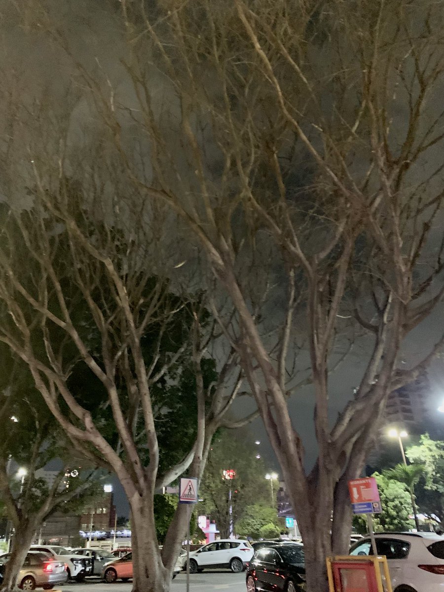 dgomanzo's tweet photo. Mucho ojo con andar secando árboles a propósito para talarlos. https://t.co/IldLTDLWZF