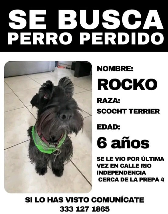 ANIMAL FEST tweet media