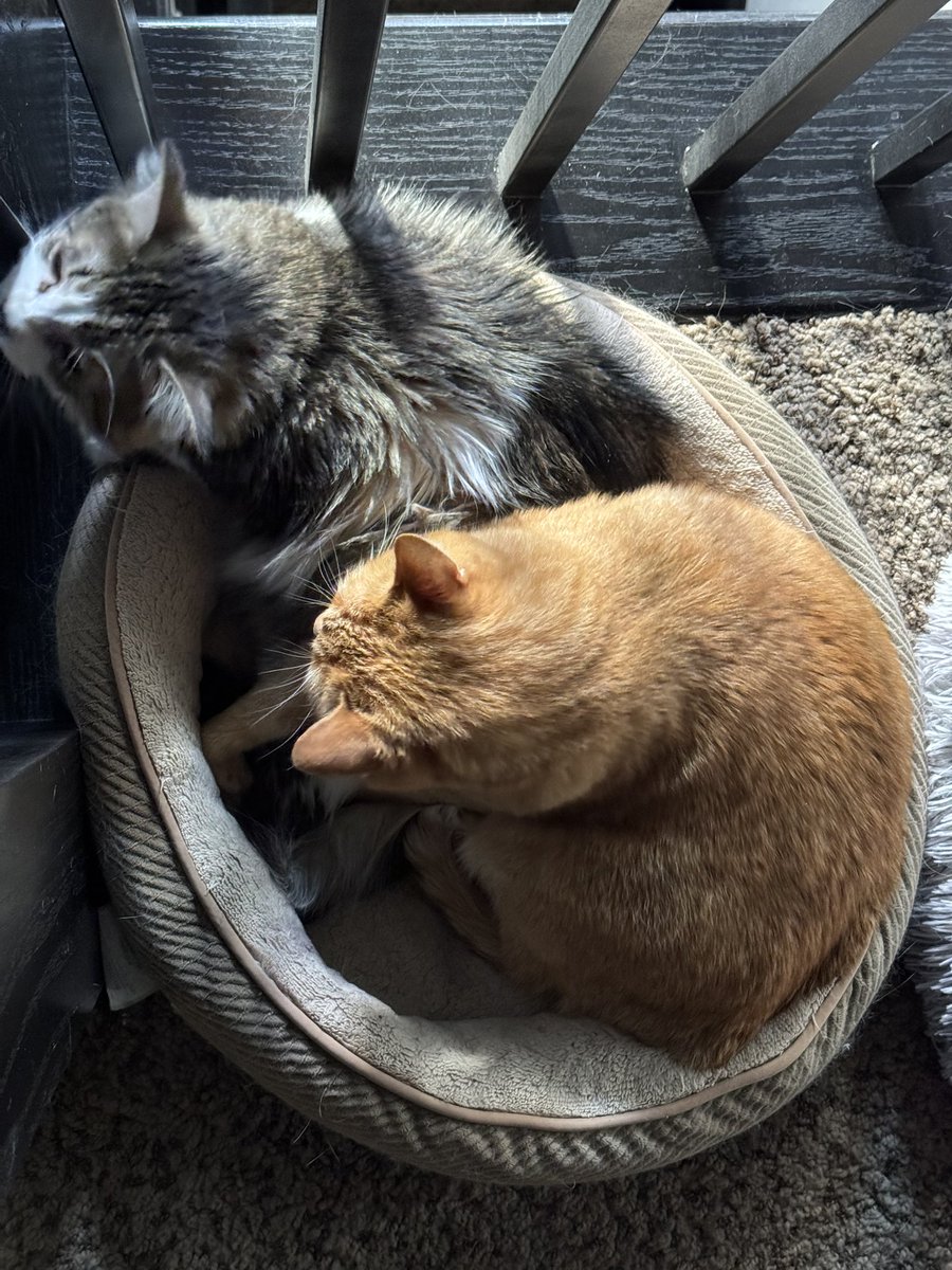 I don’t think this is exactly fair split of the cat bed!! #CatsofTwittter 😂