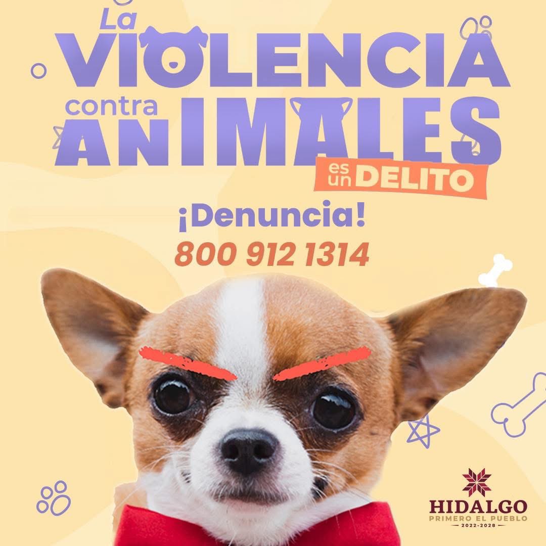 Ningún ser vivo merece ser lastimado, denunciemos el maltrato contra animales domésticos al número: 800 912 1314. 📲
Todas las vidas tienen que ser respetadas y quien no lo haga está cometiendo un delito. 🐹🐱  

#TransformemosHidalgo y hagamos valer los derechos de los animales.