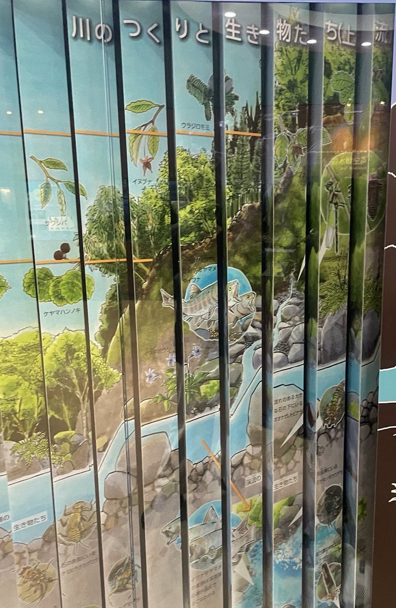 mahari212's tweet photo. 渓流に行ったつもりになれる展示会へ。
魚な動きを観察したり、川の水族館も奥深くて色んなことを知れました！ https://t.co/QHfK6XKH0m