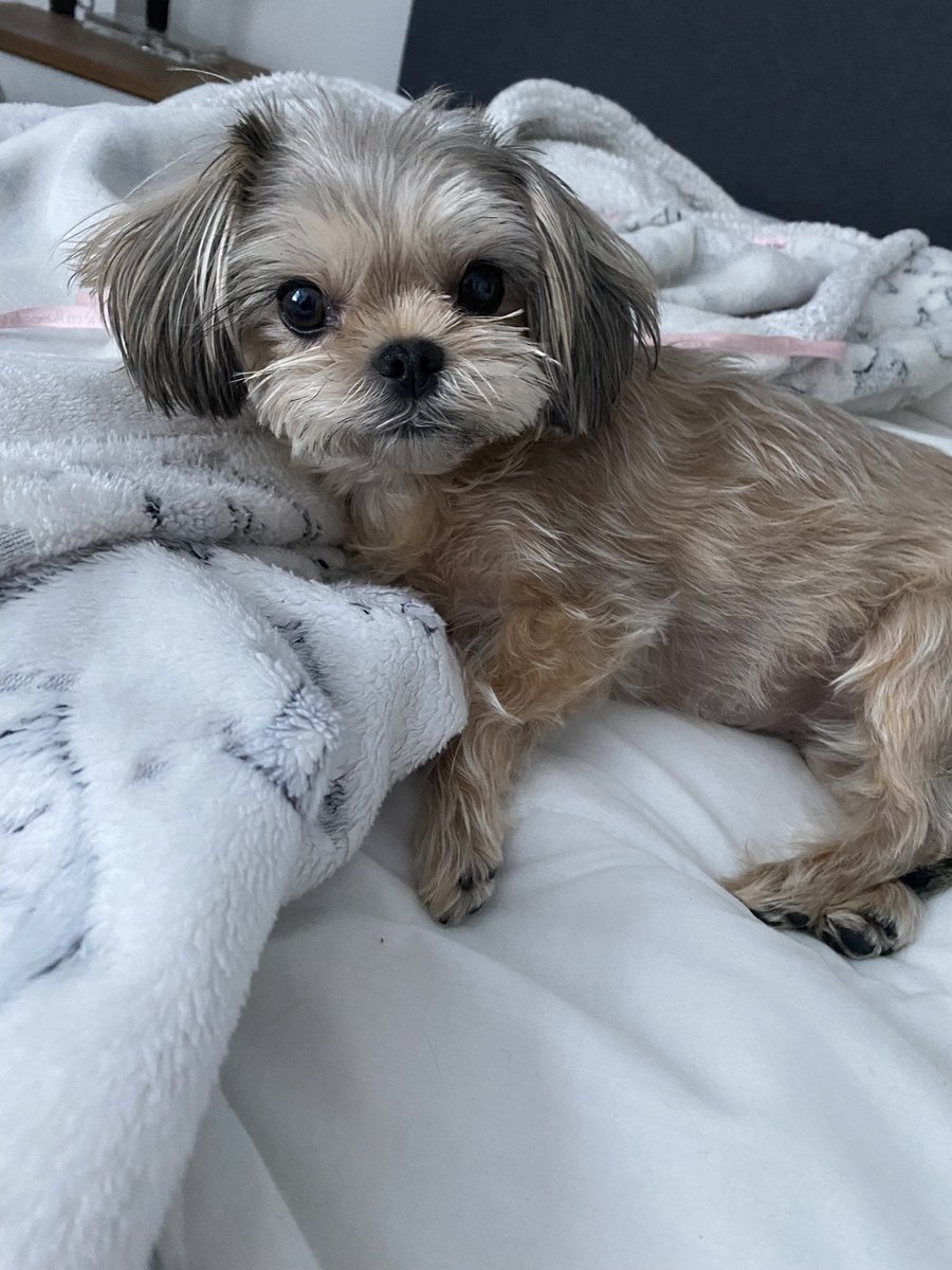 tanyatastic's tweet photo. Not sure if I have friends that still follow me on here. My Mika needs surgery for her knees. She’s having double luxating patella surgery on Feb 17. The recovery is a tough 12 wk process. She’ll need rehab as her legs will lose a lot of their strength https://t.co/BtrH4J6mhW https://t.co/WhRMD1spKW