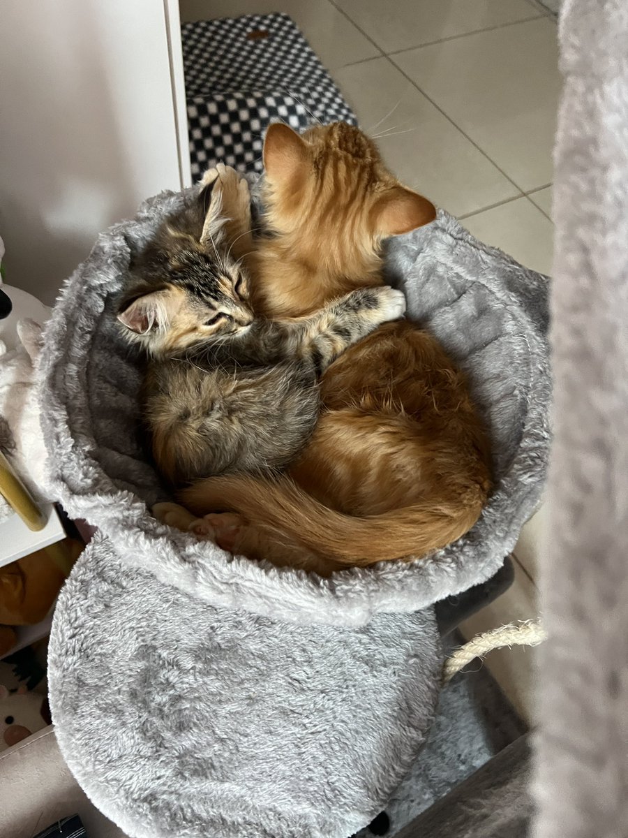 Marcela Kafati tweet media