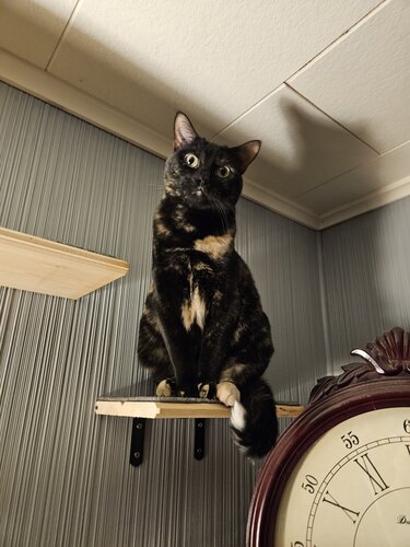 Edie is our Tortie of the Week. She loves to sit up high on a perch! #torties #tortoiseshellcats #CatsOfX #cute