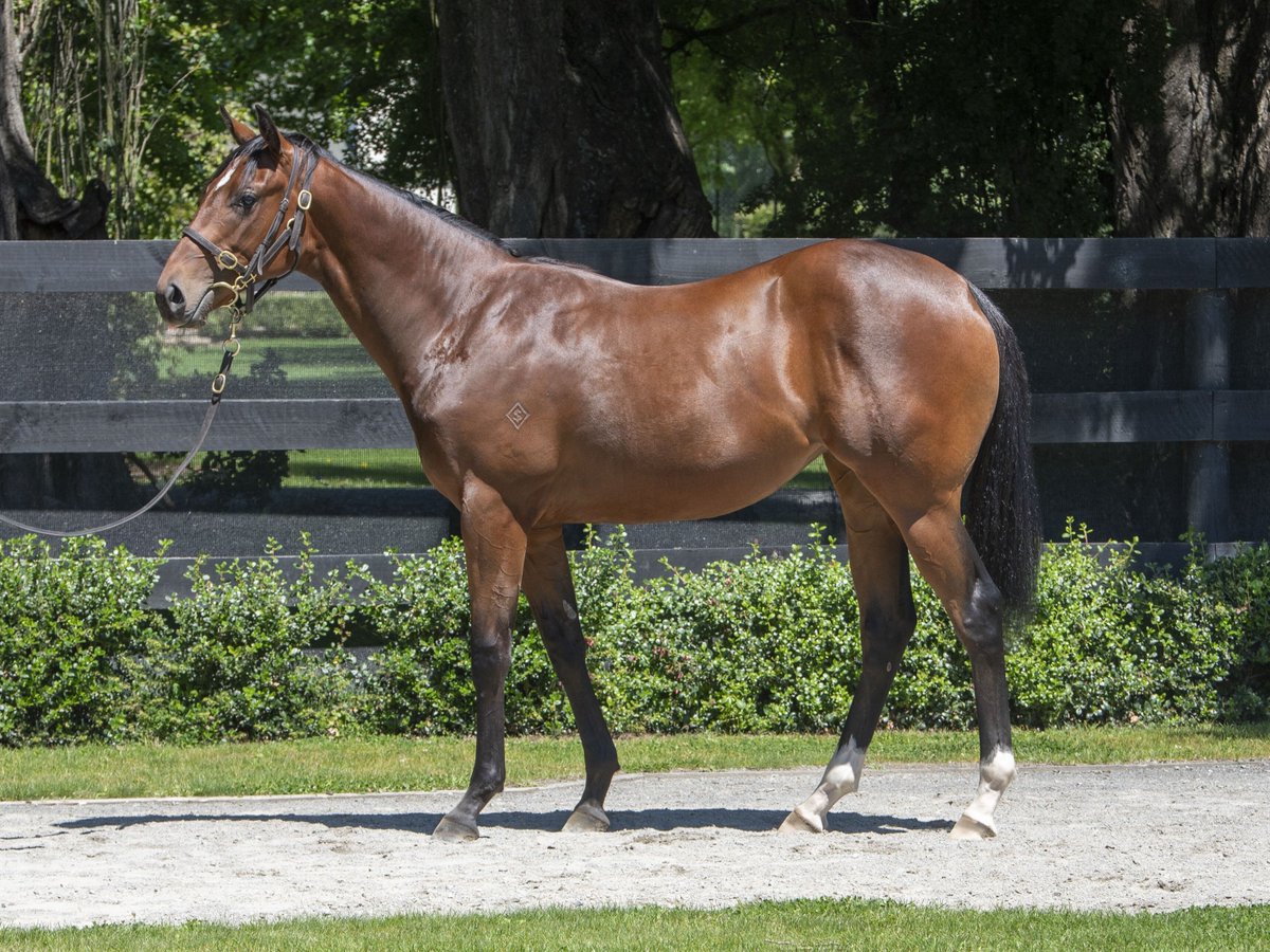 OffnRacing's tweet photo. 🥰 Headed along to Karaka yesterday to take in some masterclass Steve Davis Auctioneering

Managed to land a share in this Spirit Of Boom (Filly) with Wexford Stables for the Off n Racing Owners Group.
Our 4th Galloper in the Group, toes well and truly dipped into the 'dark side' https://t.co/xqFbnGZsoa