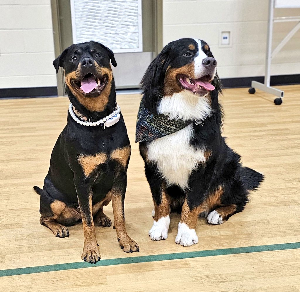Team Servicerottie🇨🇦🐕🦺🦽 tweet media