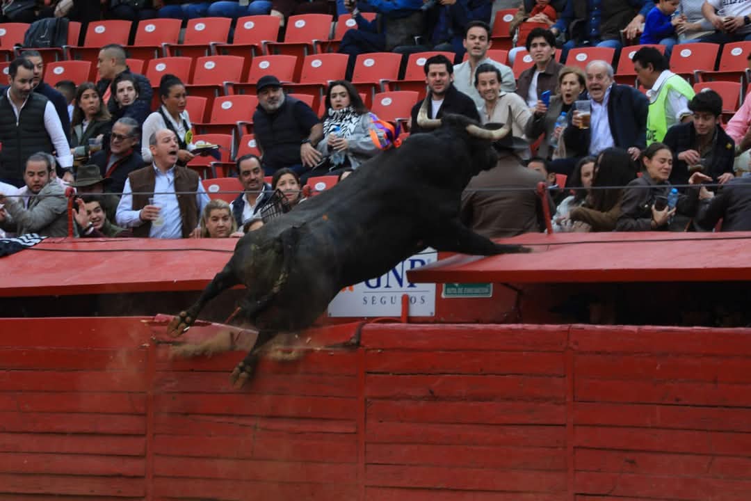 Cuando un animal de más de 400k supera la ley de la física y su miedo hace que salte varios metros, merece la vida y el respeto que los taurinos le niegan. El toro de la ganadería José Garfias llamado Hechicero, voló hacia el público, rompiendo la barrera. #HechiceroLibre