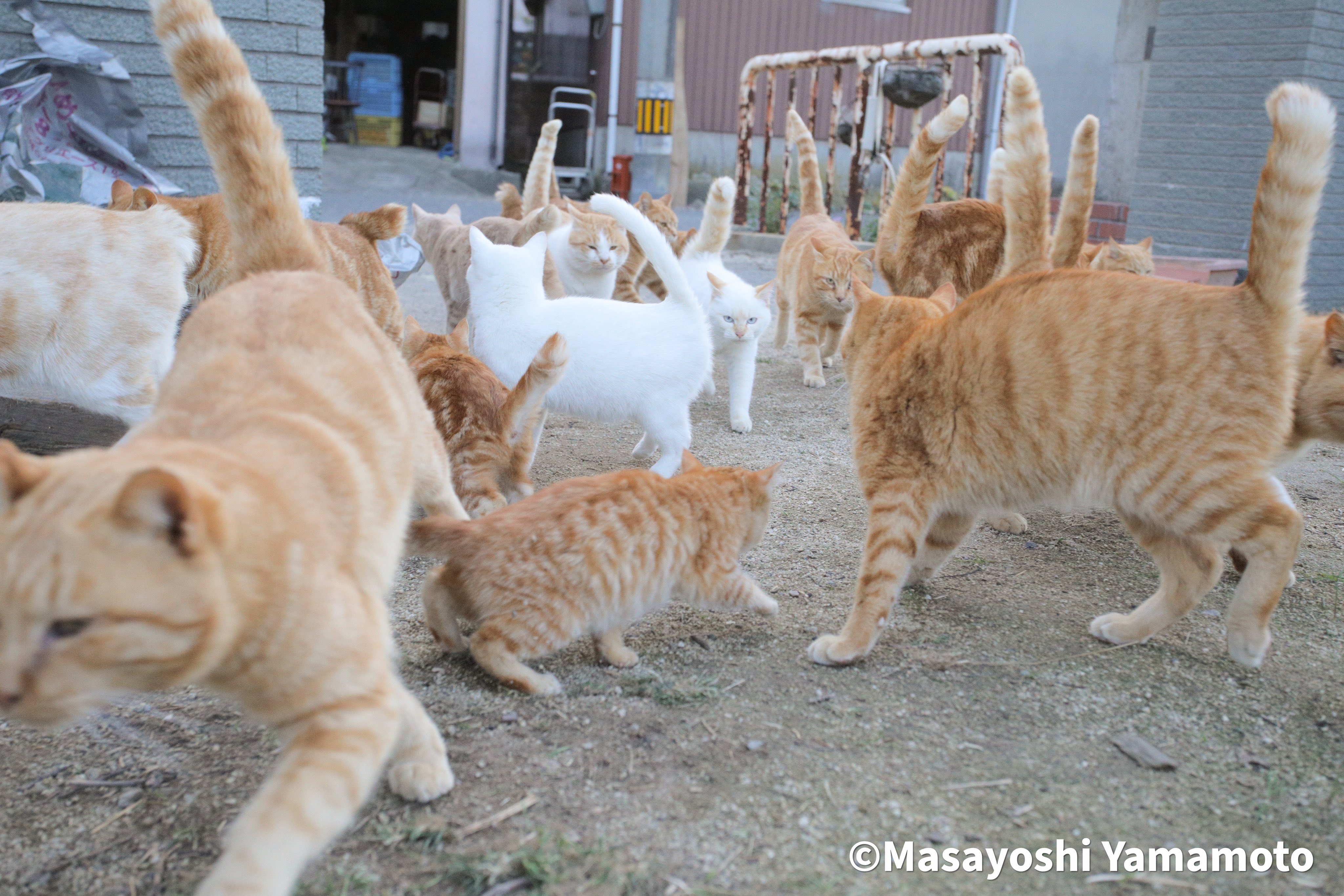 ︎山本 正義 (Masayoshi Yamamoto)立ち猫®︎ on X: ︎山本 正義 (Masayoshi Yamamoto)立ち猫®︎ on X: