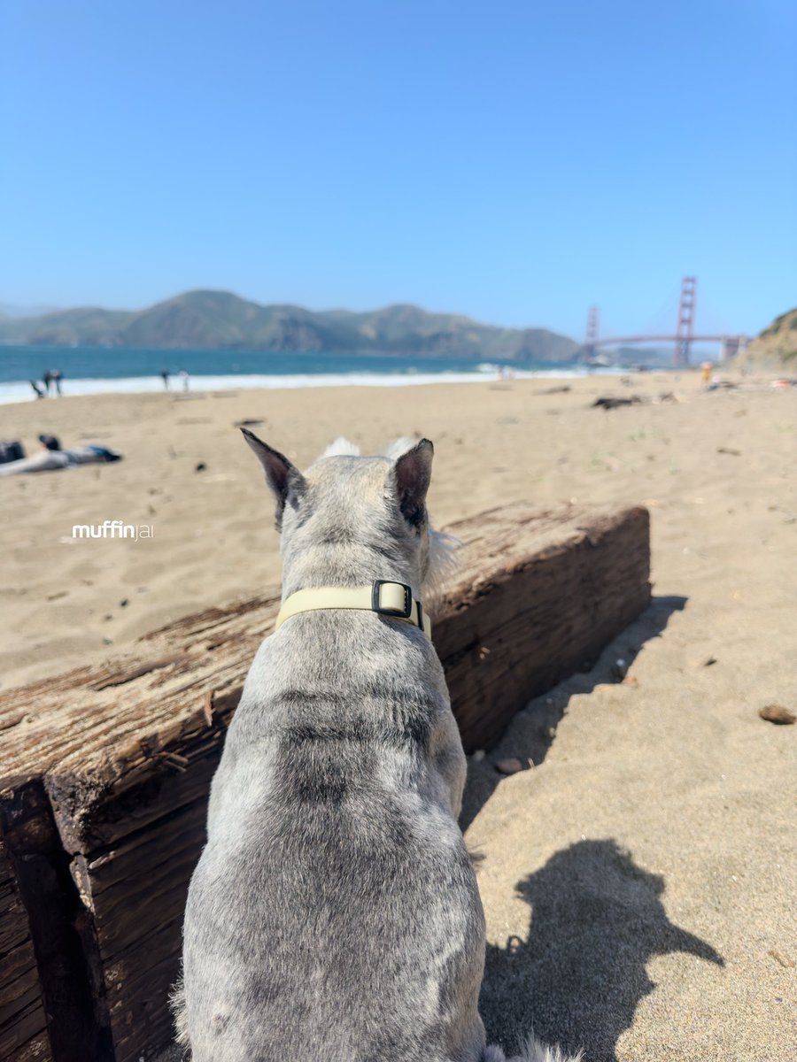 muffinjai's tweet photo. Back at #BakerBeach, back to doin’ what I do best: sunnin’ myself like the sophisticated lil’ sausage dog I am. ☀️⛱️ Feel the breeze, hear the ocean whisper sweet nothings... pure bliss. 🌊 Humans, you should try it sometime. 😉 Just remember to bring treats. 🍖

🌉 #SanFrancisco https://t.co/IbYs8q462H