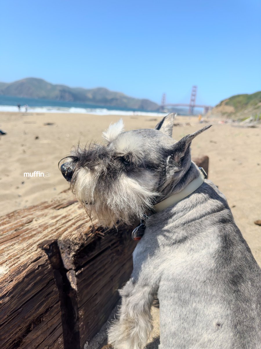 muffinjai's tweet photo. Back at #BakerBeach, back to doin’ what I do best: sunnin’ myself like the sophisticated lil’ sausage dog I am. ☀️⛱️ Feel the breeze, hear the ocean whisper sweet nothings... pure bliss. 🌊 Humans, you should try it sometime. 😉 Just remember to bring treats. 🍖

🌉 #SanFrancisco https://t.co/IbYs8q462H