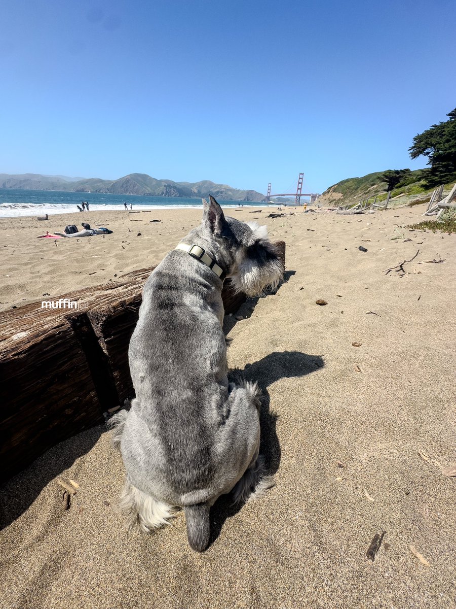 muffinjai's tweet photo. Back at #BakerBeach, back to doin’ what I do best: sunnin’ myself like the sophisticated lil’ sausage dog I am. ☀️⛱️ Feel the breeze, hear the ocean whisper sweet nothings... pure bliss. 🌊 Humans, you should try it sometime. 😉 Just remember to bring treats. 🍖

🌉 #SanFrancisco https://t.co/IbYs8q462H